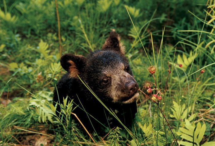 ���� �� national geographic