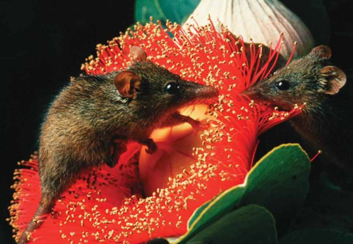 ���� �� national geographic