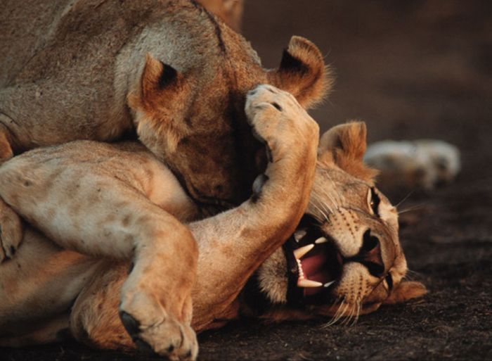 ���� �� national geographic