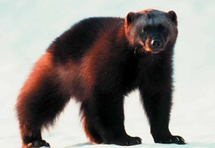 ���� �� national geographic