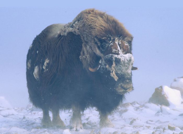 ���� �� national geographic