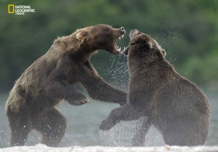 ���� �� national geographic