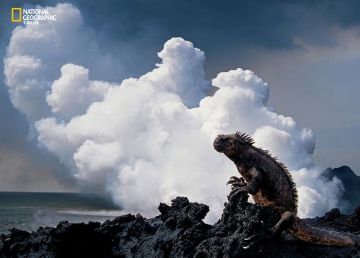 ���� �� national geographic