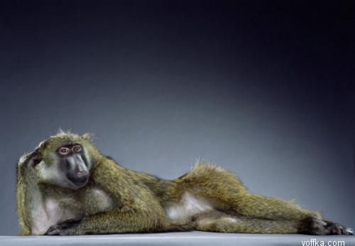 ��������. ��������