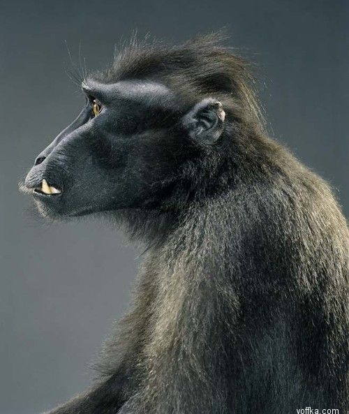 ��������. ��������