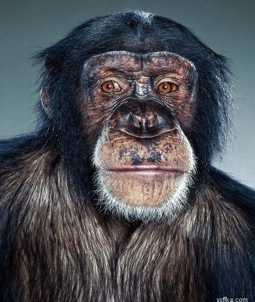 ��������. ��������