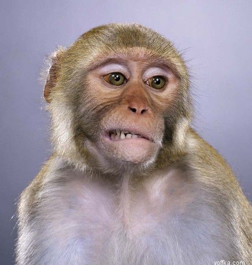 ��������. ��������