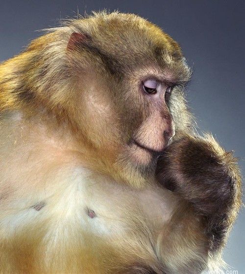 ��������. ��������