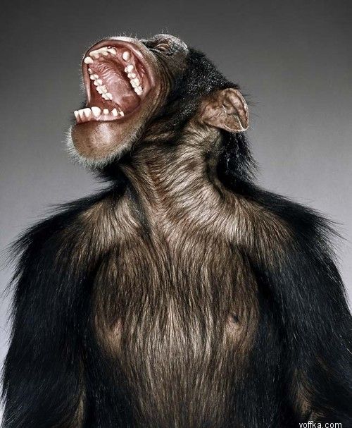 ��������. ��������