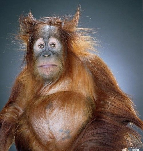 ��������. ��������