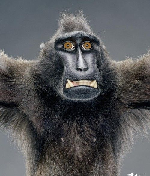 ��������. ��������