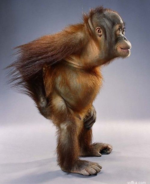 ��������. ��������