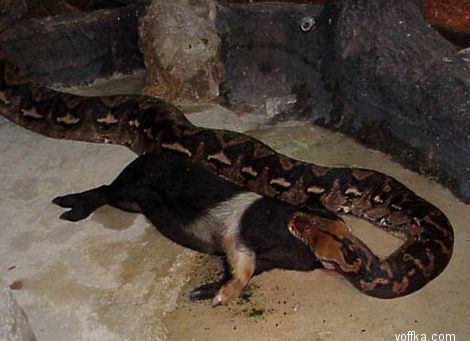 ����� ������ ������