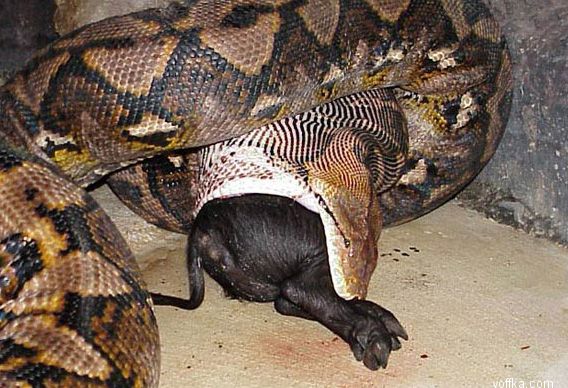 ����� ������ ������