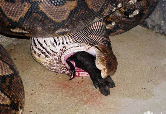 ����� ������ ������