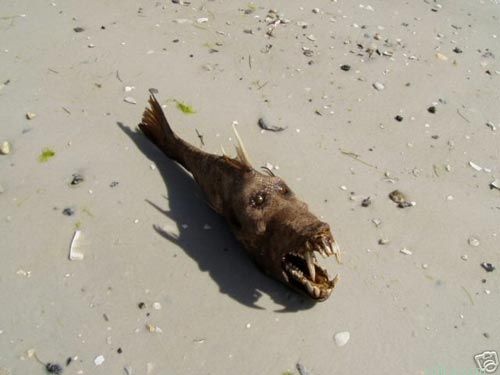 ����� ���� �����