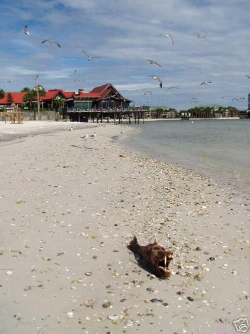 ����� ���� �����