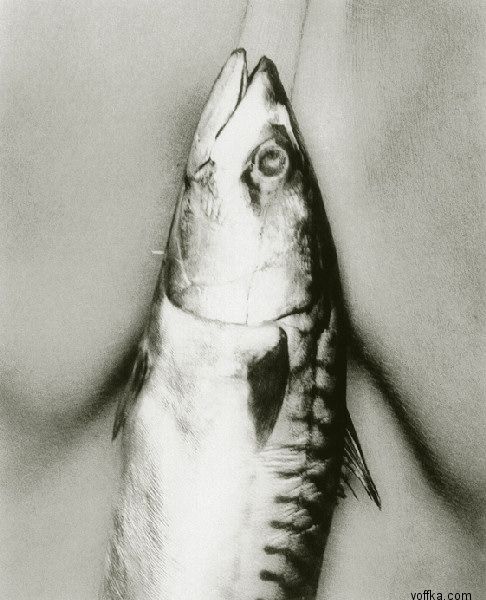 ������� - ������ ����