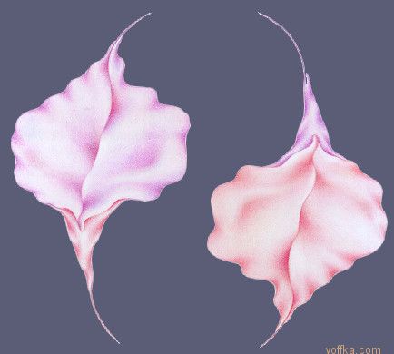 Художественное раскрытие темы пелотки :)