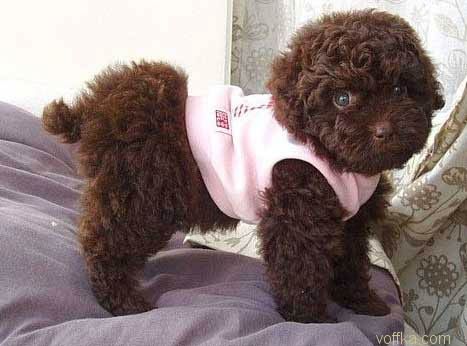 �������.. ��� ����������..