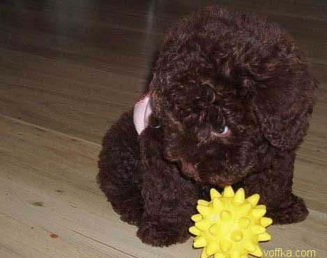 �������.. ��� ����������..