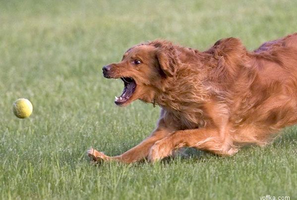 ������ � ��� 