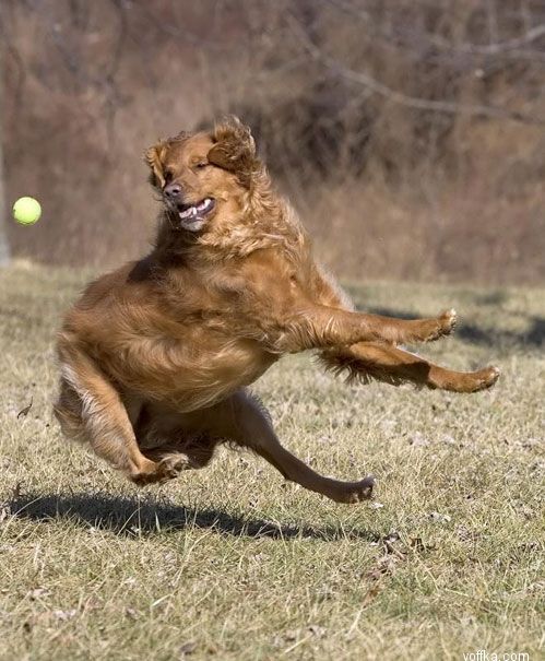 ������ � ��� 