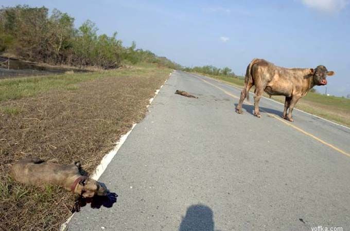 Пиздец собачкам!