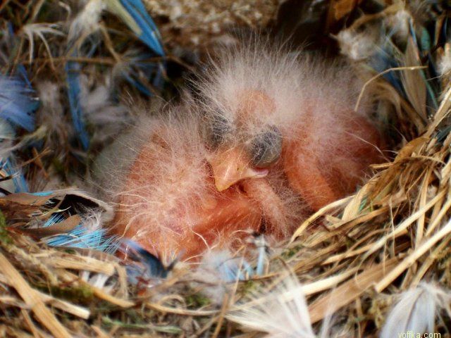 �������� �������