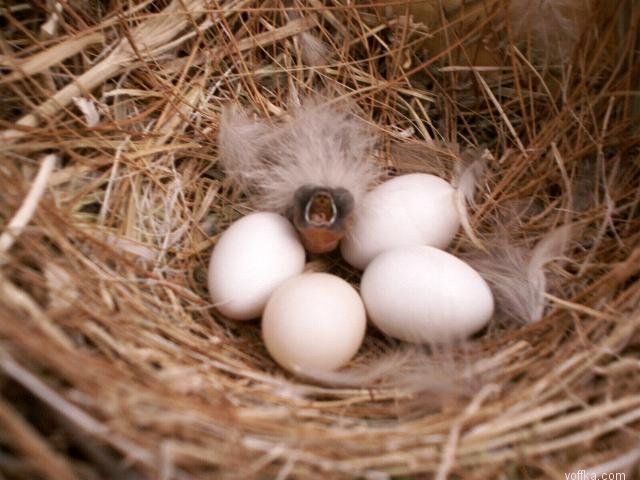 �������� �������