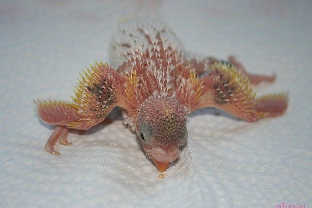 �������� �������