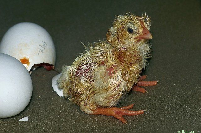 �������� �������