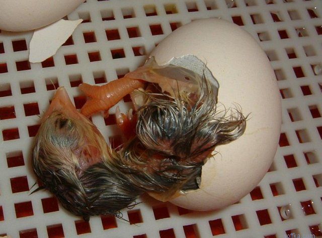 �������� �������