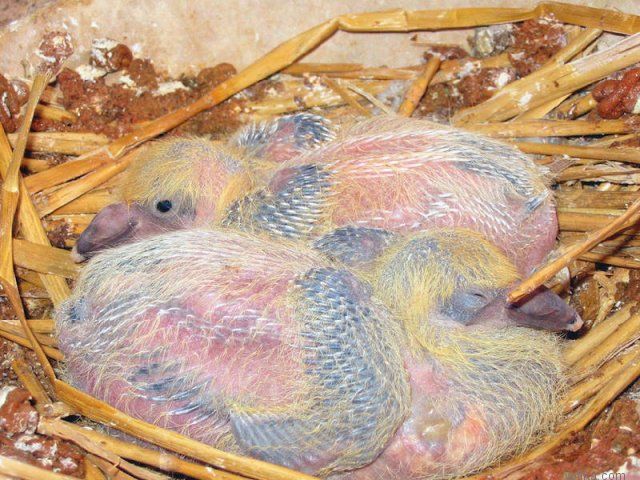 �������� �������