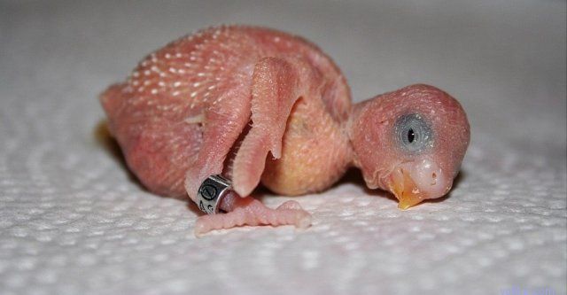 �������� �������