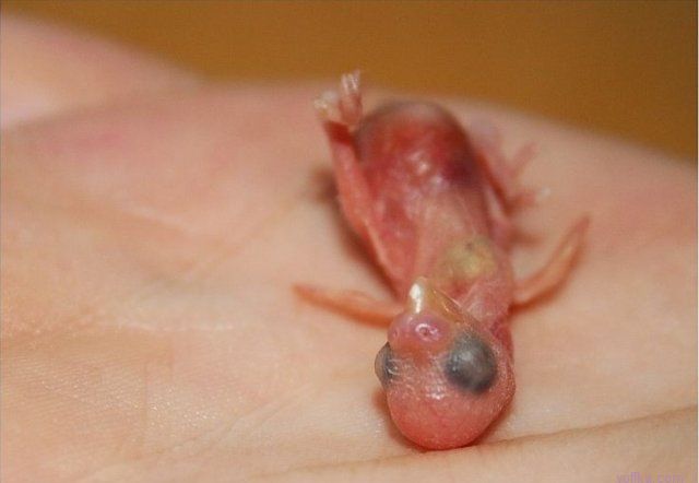 �������� �������