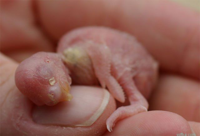 �������� �������