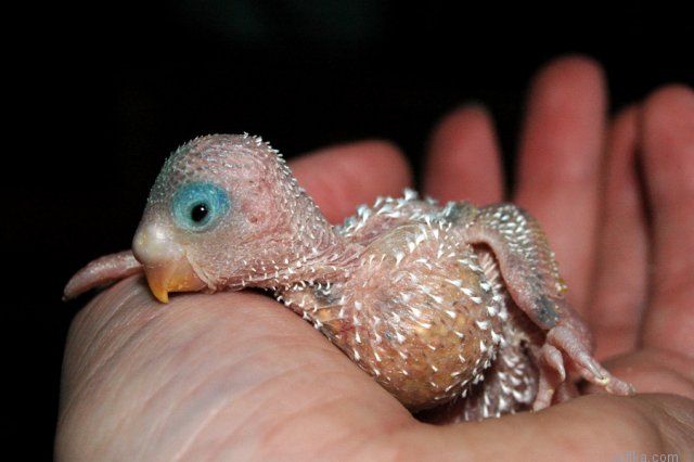 �������� �������