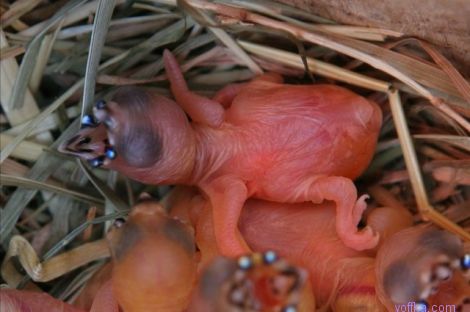 �������� �������