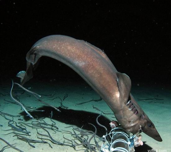 ��� �����