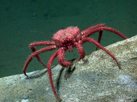 ��� �����