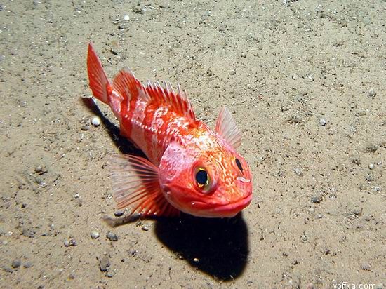 ��� �����