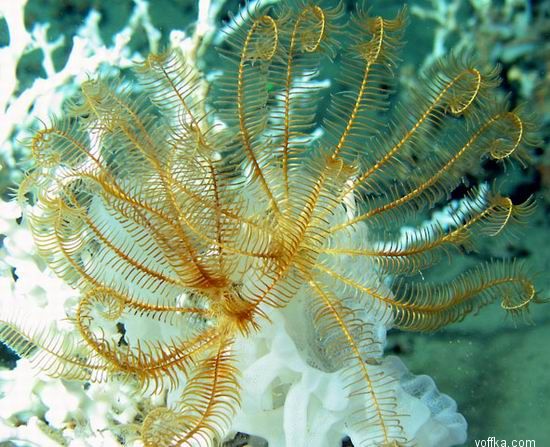 ��� �����