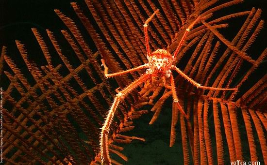 ��� �����