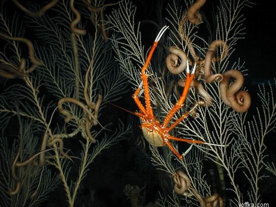 ��� �����