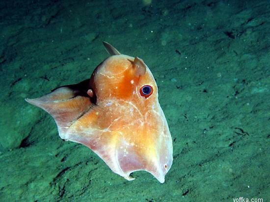 ��� �����