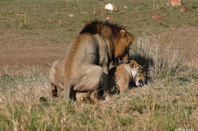 ��� �������� ������ ���