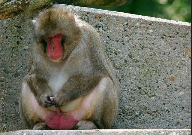 ��� �������� ������ ���