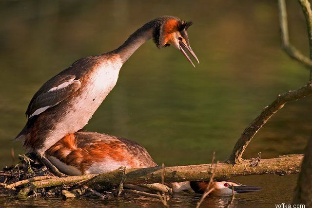 ��� �������� ������ ���