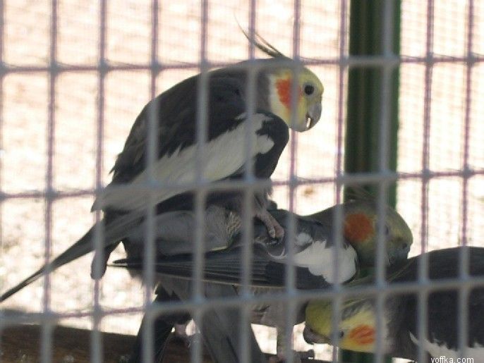 ��� �������� ������ ���